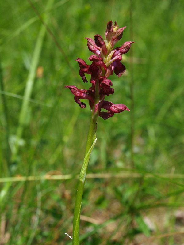 Anacamptis coriophora